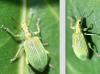 Polydrusus planifrons